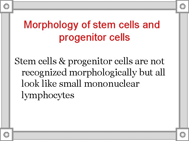 Morphology of stem cells and progenitor cells Stem cells & progenitor cells are not