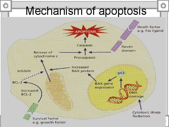 Mechanism of apoptosis 