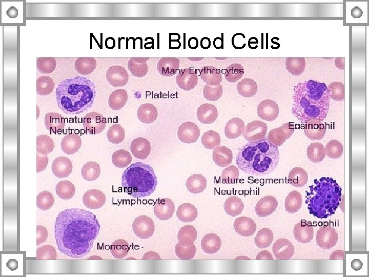 Normal Blood Cells 