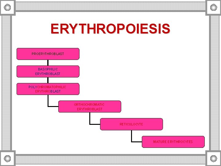 ERYTHROPOIESIS PROERYTHROBLAST BASOPHILIC ERYTHROBLAST POLYCHROMATOPHILIC ERYTHROBLAST ORTHOCHROMATIC ERYTHROBLAST RETICULOCYTE MATURE ERYTHROCYTES 