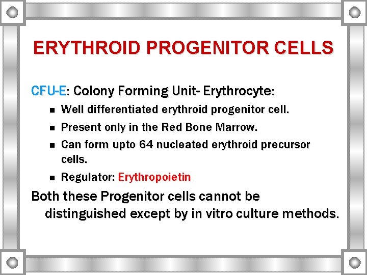 ERYTHROID PROGENITOR CELLS CFU-E: Colony Forming Unit- Erythrocyte: n n Well differentiated erythroid progenitor