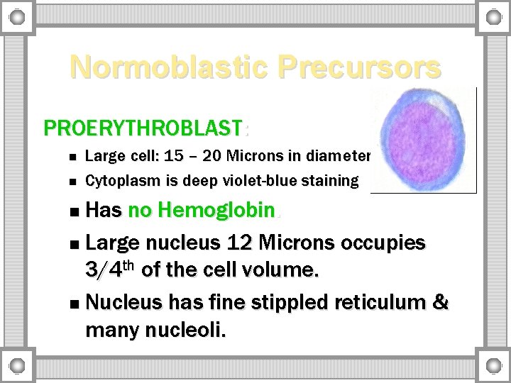 Normoblastic Precursors PROERYTHROBLAST: n n Large cell: 15 – 20 Microns in diameter. Cytoplasm