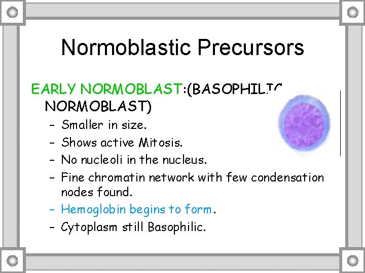 Normoblastic Precursors EARLY NORMOBLAST: (BASOPHILIC NORMOBLAST) – – Smaller in size. Shows active Mitosis.
