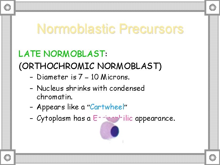 Normoblastic Precursors LATE NORMOBLAST: (ORTHOCHROMIC NORMOBLAST) – Diameter is 7 – 10 Microns. –