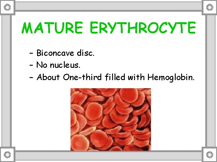 MATURE ERYTHROCYTE – Biconcave disc. – No nucleus. – About One-third filled with Hemoglobin.