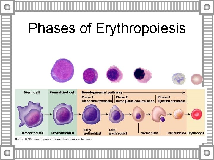 Phases of Erythropoiesis 