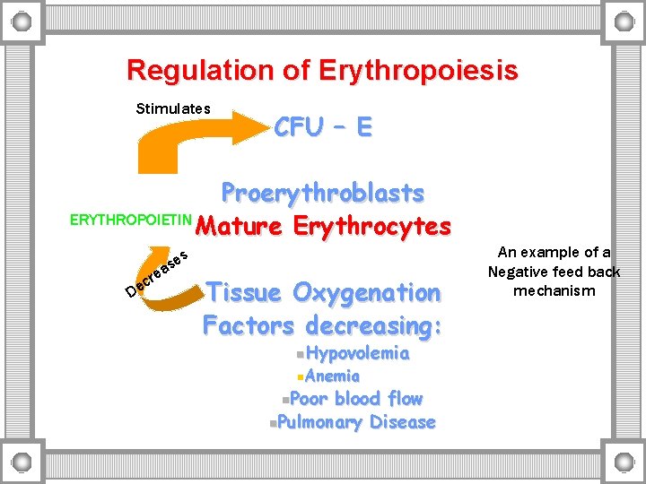 Regulation of Erythropoiesis Stimulates CFU – E Proerythroblasts ERYTHROPOIETIN Mature Erythrocytes De c es