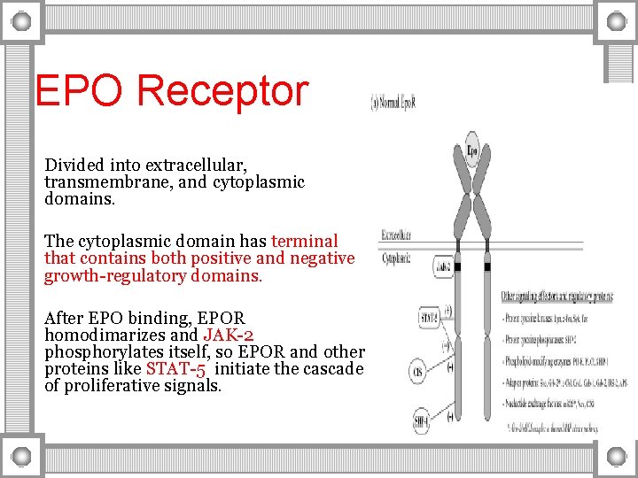 EPO Receptor Divided into extracellular, transmembrane, and cytoplasmic domains. The cytoplasmic domain has terminal