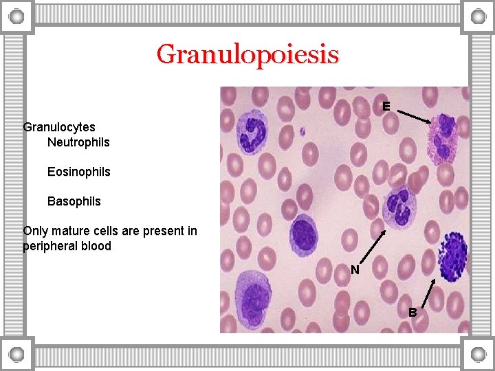 Granulopoiesis E Granulocytes Neutrophils Eosinophils Basophils Only mature cells are present in peripheral blood