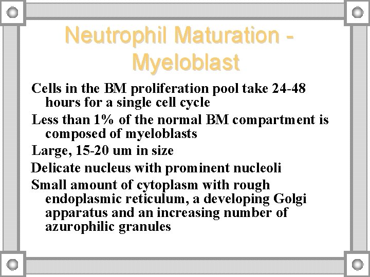 Neutrophil Maturation Myeloblast Cells in the BM proliferation pool take 24 -48 hours for