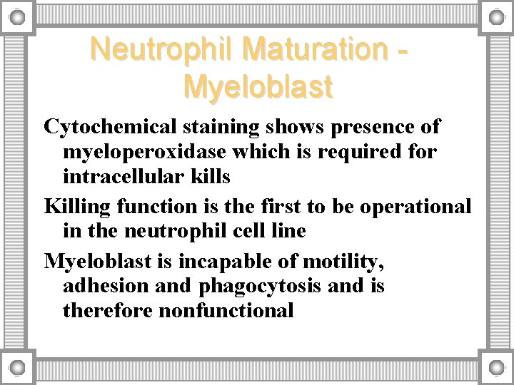 Neutrophil Maturation Myeloblast Cytochemical staining shows presence of myeloperoxidase which is required for intracellular