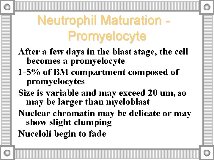 Neutrophil Maturation Promyelocyte After a few days in the blast stage, the cell becomes