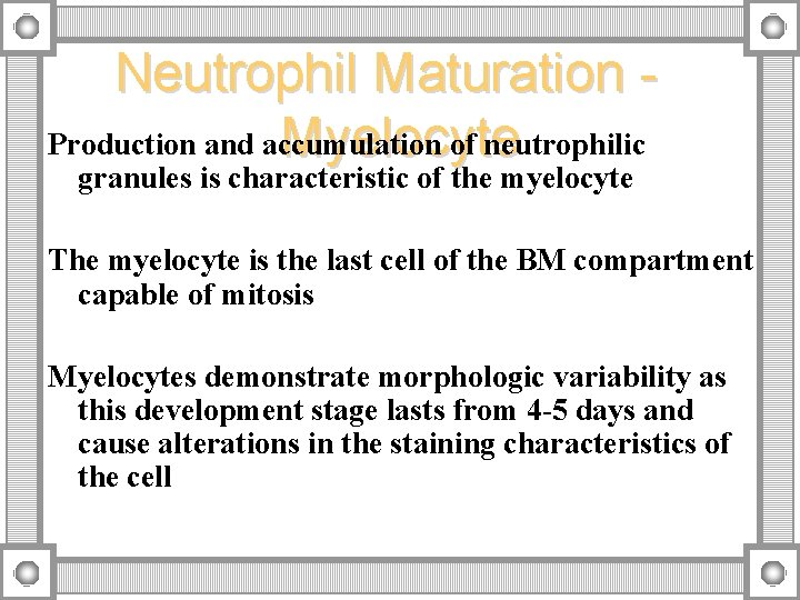 Neutrophil Maturation Production and accumulation of neutrophilic Myelocyte granules is characteristic of the myelocyte