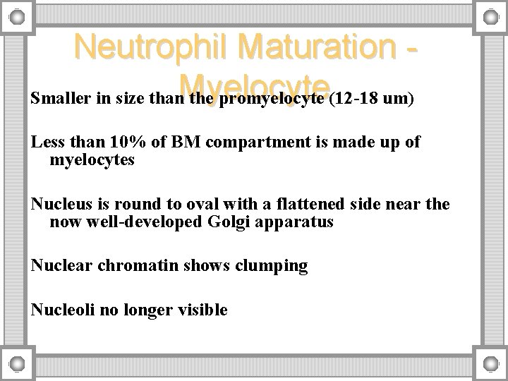 Neutrophil Maturation Smaller in size than. Myelocyte the promyelocyte (12 -18 um) Less than