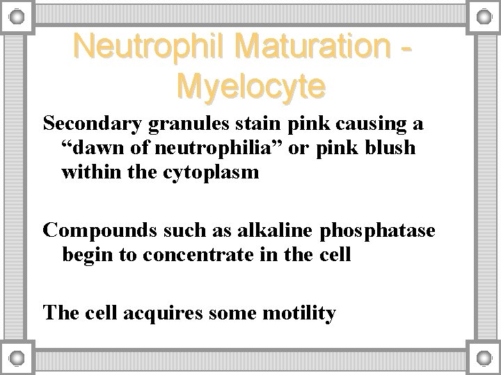 Neutrophil Maturation Myelocyte Secondary granules stain pink causing a “dawn of neutrophilia” or pink