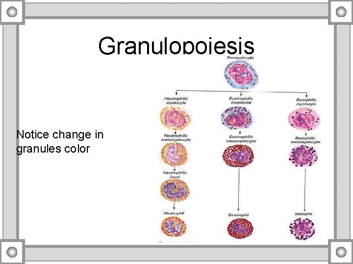 Granulopoiesis Notice change in granules color 