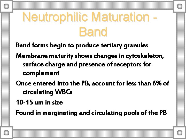 Neutrophilic Maturation Band forms begin to produce tertiary granules Membrane maturity shows changes in
