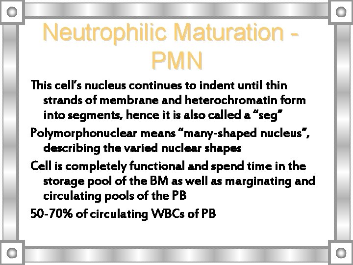 Neutrophilic Maturation PMN This cell’s nucleus continues to indent until thin strands of membrane