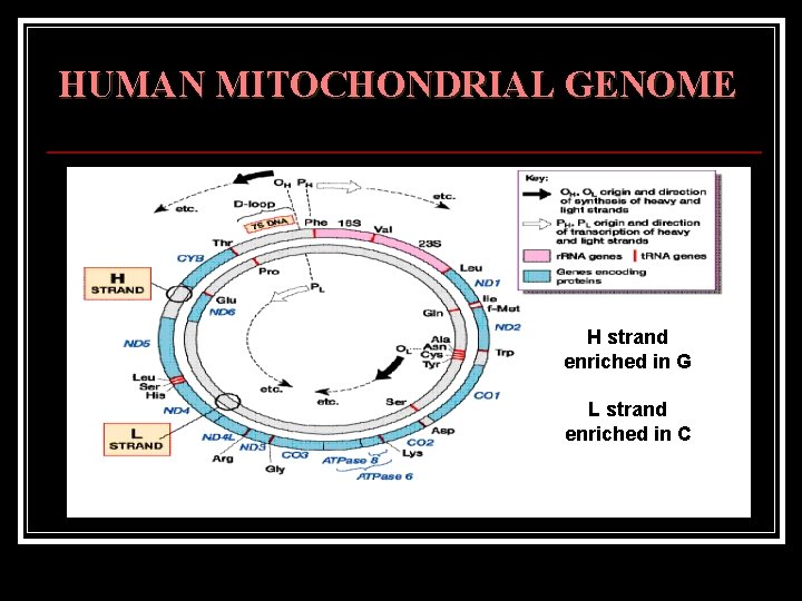 HUMAN MITOCHONDRIAL GENOME H strand enriched in G L strand enriched in C 