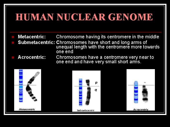 HUMAN NUCLEAR GENOME n n n Metacentric: Chromosome having its centromere in the middle