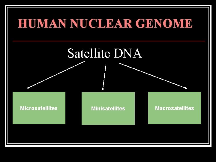 HUMAN NUCLEAR GENOME Satellite DNA Microsatellites Minisatellites Macrosatellites 