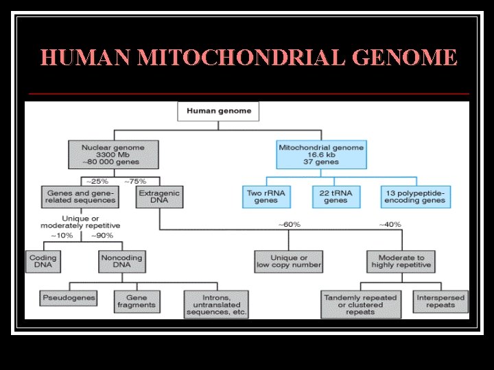 HUMAN MITOCHONDRIAL GENOME 