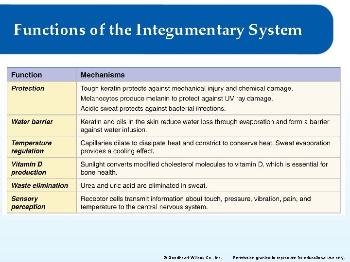 Functions of the Integumentary System © Goodheart-Willcox Co. , Inc. Permission granted to reproduce