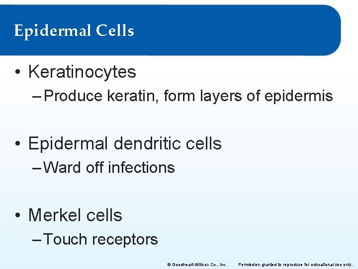 Epidermal Cells • Keratinocytes – Produce keratin, form layers of epidermis • Epidermal dendritic