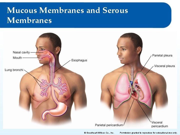 Mucous Membranes and Serous Membranes © Goodheart-Willcox Co. , Inc. Permission granted to reproduce