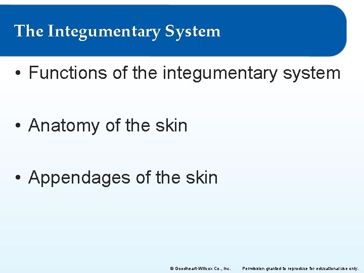 The Integumentary System • Functions of the integumentary system • Anatomy of the skin