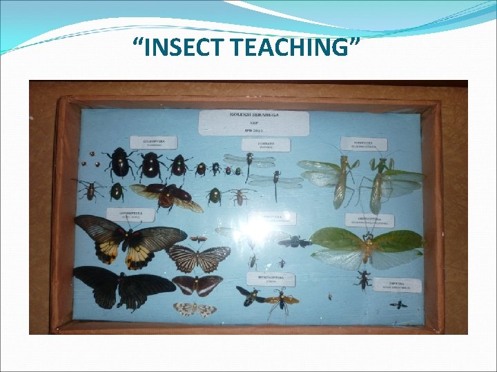 “INSECT TEACHING” 