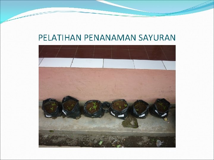 PELATIHAN PENANAMAN SAYURAN 