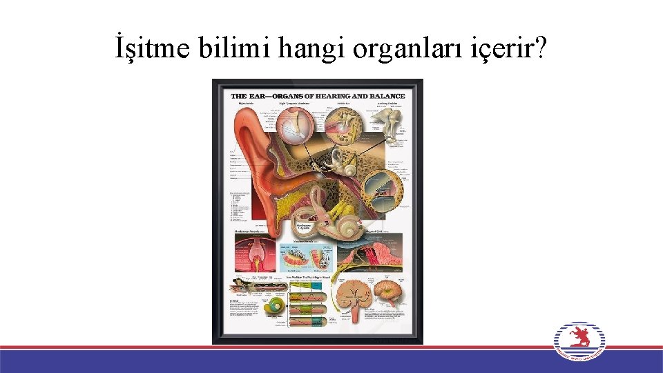 İşitme bilimi hangi organları içerir? 