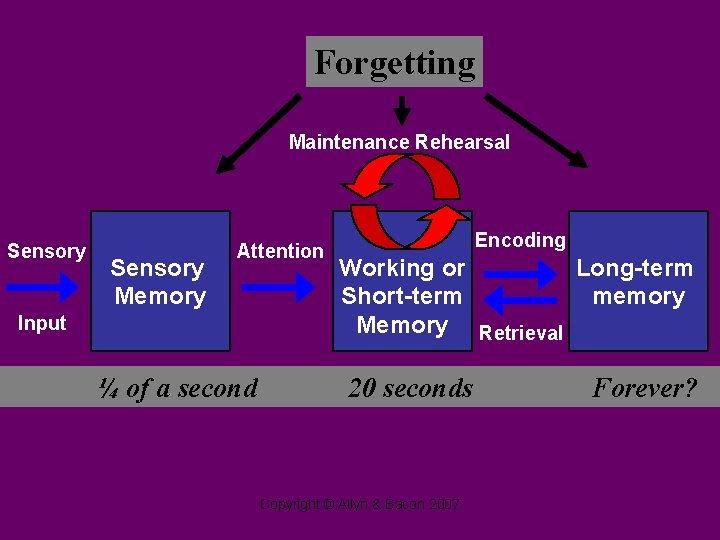Forgetting Maintenance Rehearsal Sensory Memory Attention Input ¼ of a second Encoding Working or