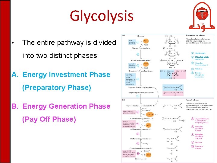 Glycolysis Dr Nesrin Mwafi Molecular Biology Department Image 4