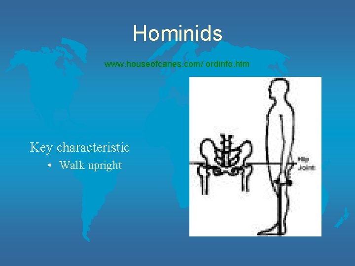Hominids www. houseofcanes. com/ ordinfo. htm Key characteristic • Walk upright 