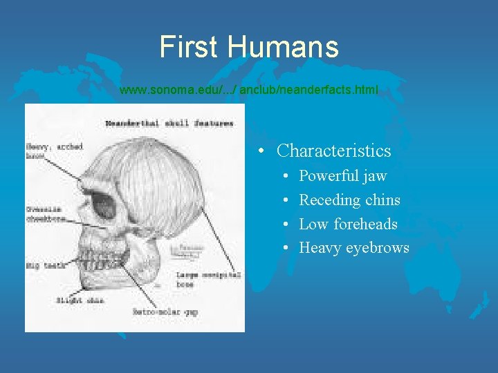 First Humans www. sonoma. edu/. . . / anclub/neanderfacts. html • Characteristics • •