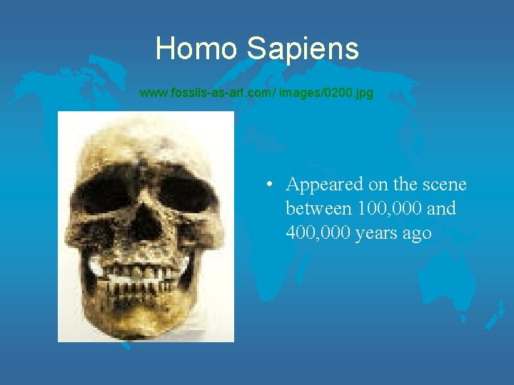 Homo Sapiens www. fossils-as-art. com/ images/0200. jpg • Appeared on the scene between 100,