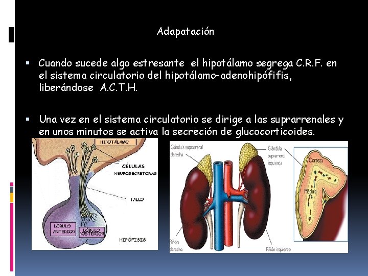 Adapatación Cuando sucede algo estresante el hipotálamo segrega C. R. F. en el sistema
