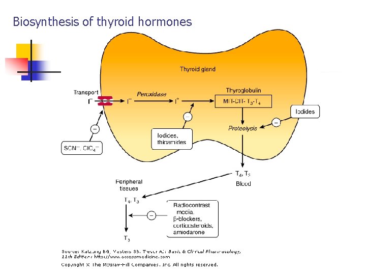Biosynthesis of thyroid hormones Biosynthesis of thyroid hormones
