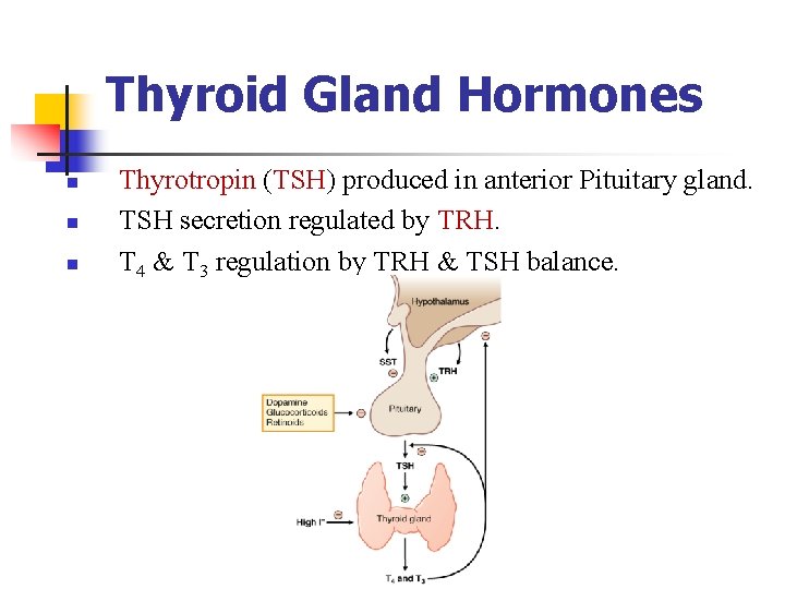 Thyroid Gland Hormones n n n Thyrotropin (TSH) produced in anterior Pituitary gland. TSH Thyroid Gland Hormones n n n Thyrotropin (TSH) produced in anterior Pituitary gland. TSH