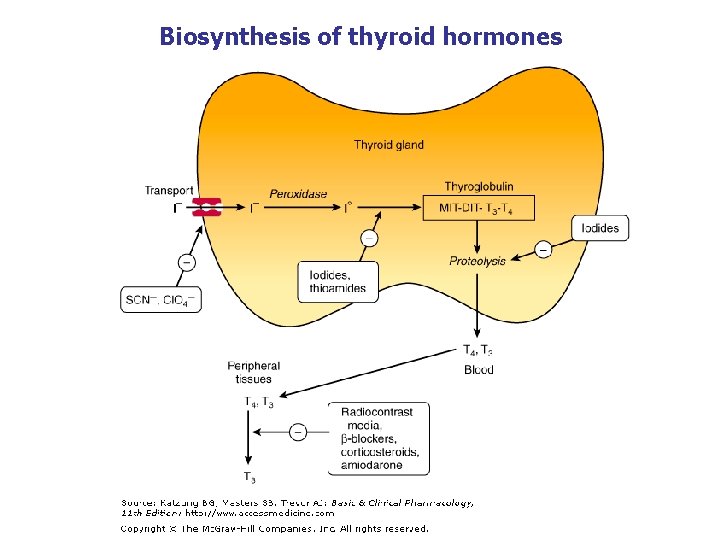 Biosynthesis of thyroid hormones Biosynthesis of thyroid hormones
