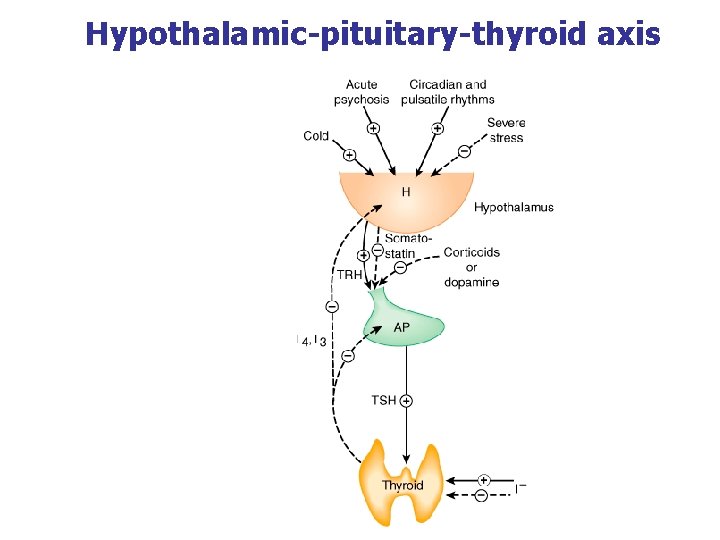 Hypothalamic-pituitary-thyroid axis Hypothalamic-pituitary-thyroid axis