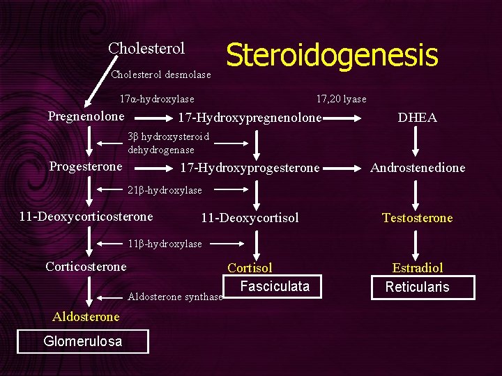 ADRENOCORTICAL DEFICIENCY Hasan AYDIN MD Endocrinology and Metabolism