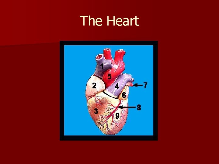 The Heart 