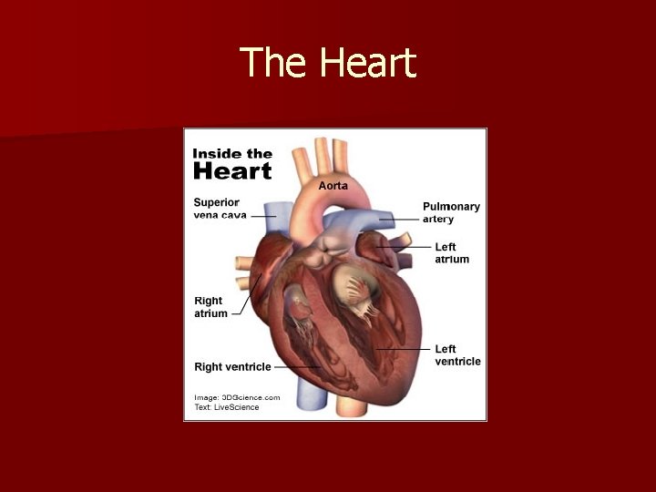The Heart 