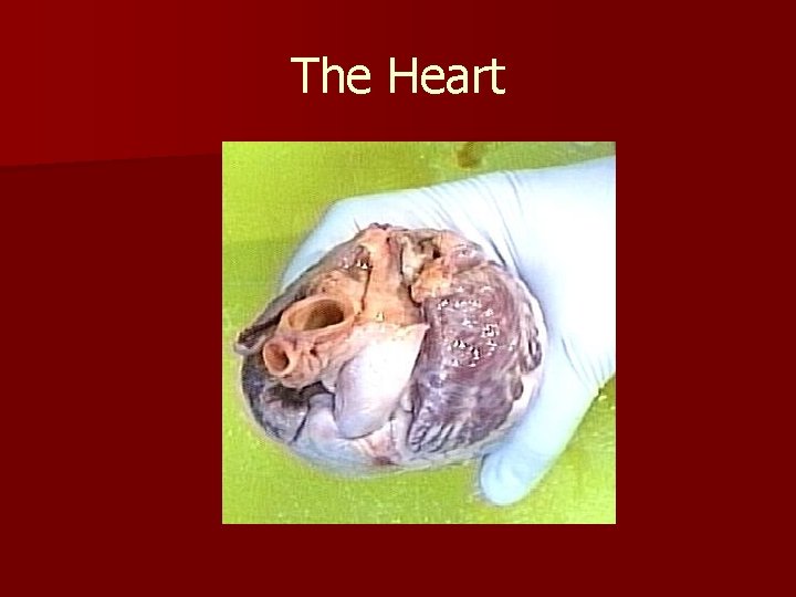 The Heart 