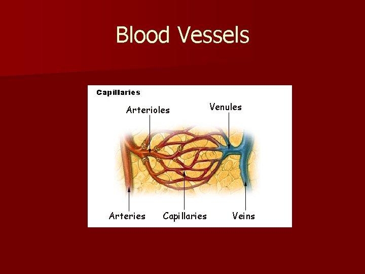 Blood Vessels Arterioles Arteries Capillaries Venules Veins 