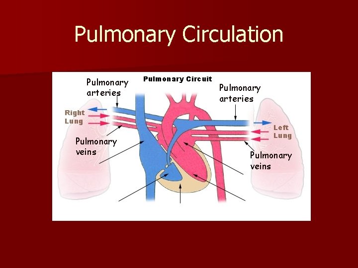 Pulmonary Circulation Pulmonary arteries Pulmonary veins 
