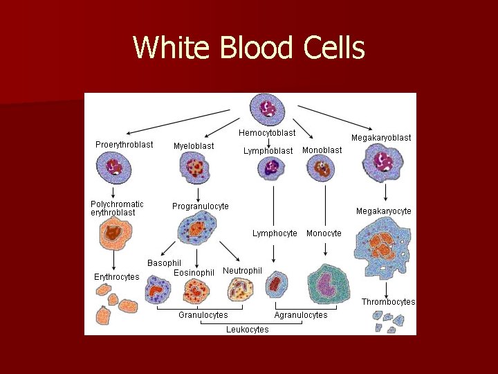 White Blood Cells 